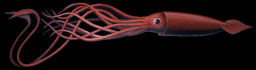 Image of Giant Squid