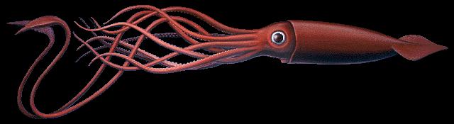 Large Image of Giant Squid