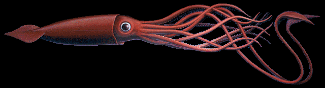 Ocean Planet: In Search of Giant Squid - Architeuthis dux