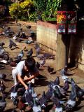 9_feeding_pigeons.jpg