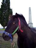 cenotaph_pony.jpg