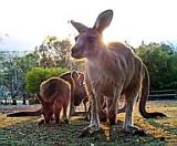 kangaroo_sunset_icon.jpg