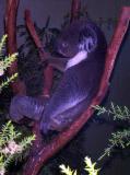 resting_koala.jpg