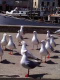 seagulls_on_wharf.jpg