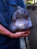 sleeping_wombat.jpg