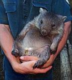 wombat_icon.jpg